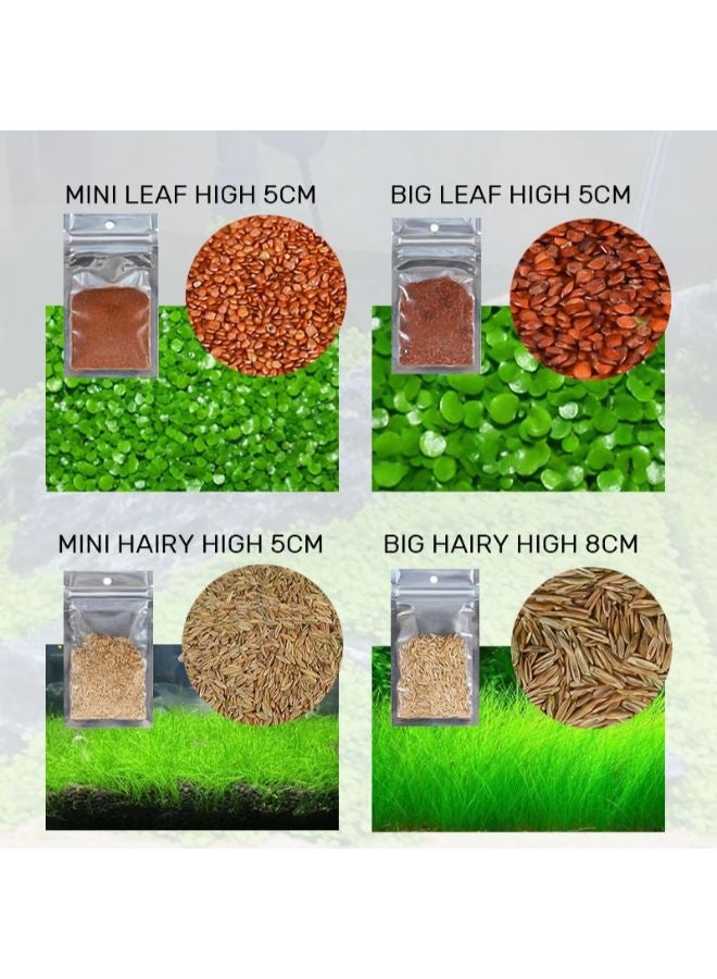 زي يانج بذور نباتات مائية لتزيين أحواض السمك والمناظر الطبيعية - 4 × 1000 قطعة - Image 5